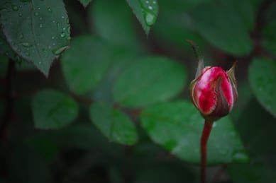 bocciolo di rosa