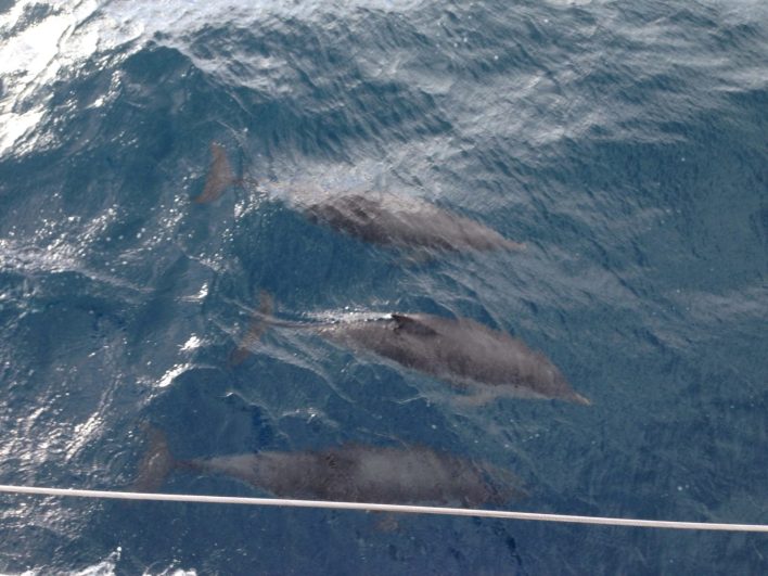 Tre delfini sotto la barca