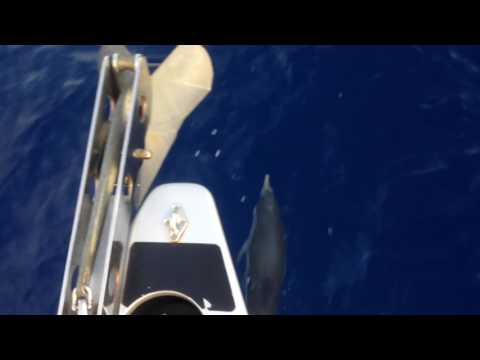 VIDEO avvistamento 5 delfini a 35 miglia da Capri