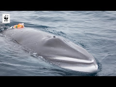 VIDEO Una telecamera attaccata ad un balena per la prima volta…