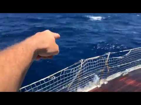 VIDEO … e mentre ci sono 25 kn, delfini ovunque…