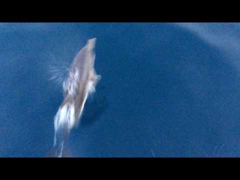 VIDEO … salto di un delfino a prua :)