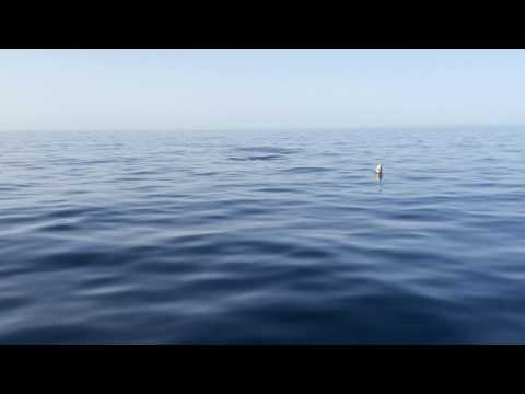 VIDEO Delfini in arrivo….!
