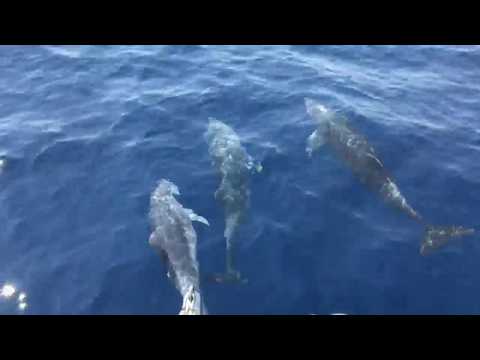 VIDEO – Romagna dolphins