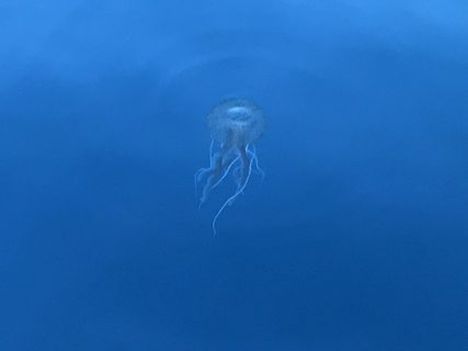 Una medusa nel mare antistante Alicudi
