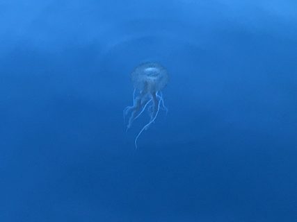 Una medusa nel mare antistante Alicudi