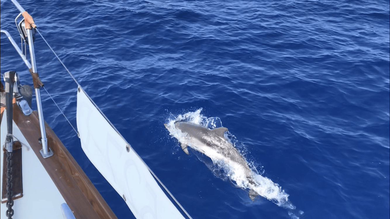 [VIDEO] – Dolphins between Terrasini and Ustica