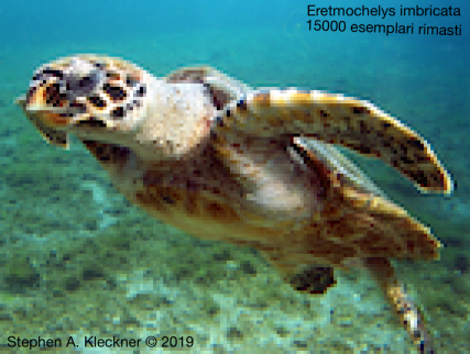 Eretmochelys imbricata 15000 pixel by Stephen Kleckner