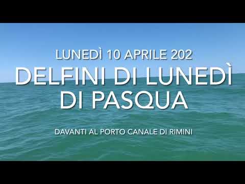 4/5 delfini davanti al porto di Rimini