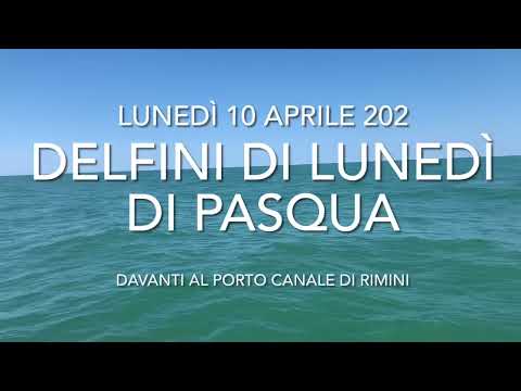 4/5 delfini davanti al porto di Rimini